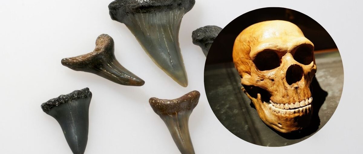 Fossils