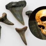 Fossils